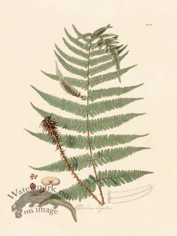 Hooker Fern 07